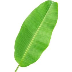 Banana Leaf 50Pcs (Ship)