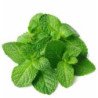 Mint Leaf (Bundle)