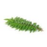 Curry Leaf (Bundle)