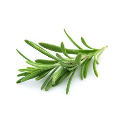 Rosemary
