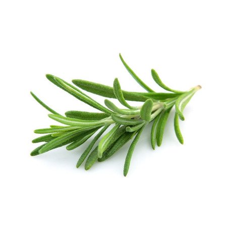 Rosemary