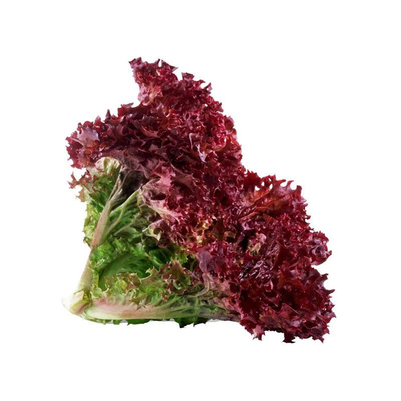 Lettuce (Rose)