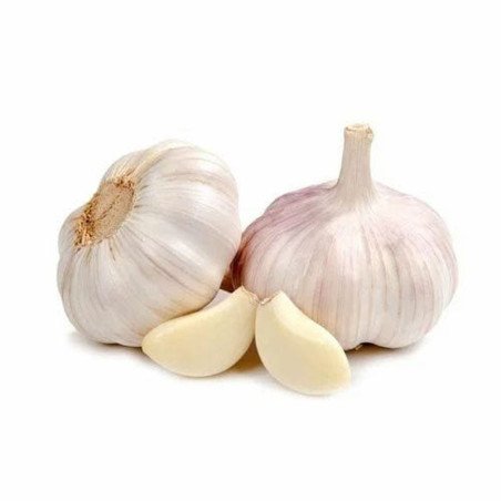 Garlic